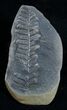 Fern Fossil From Mazon Creek - Million Years Old #2156-1